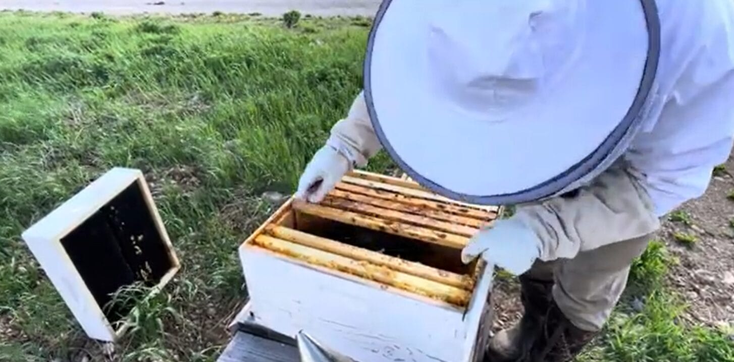 WYVA's Executive Director, Dr. Joe Heywood inspecting a beehive.